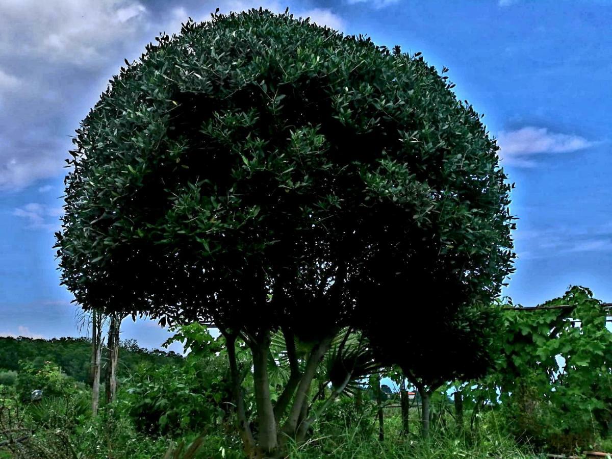 Villa Etna Masi' Milo Dış mekan fotoğraf